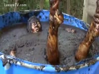 Manure 006